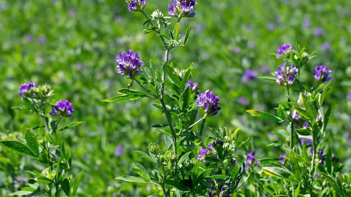 Quelle plante produit la mélatonine ?