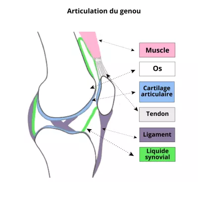 Complexe Articulations