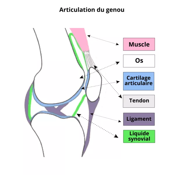 Complexe Articulations