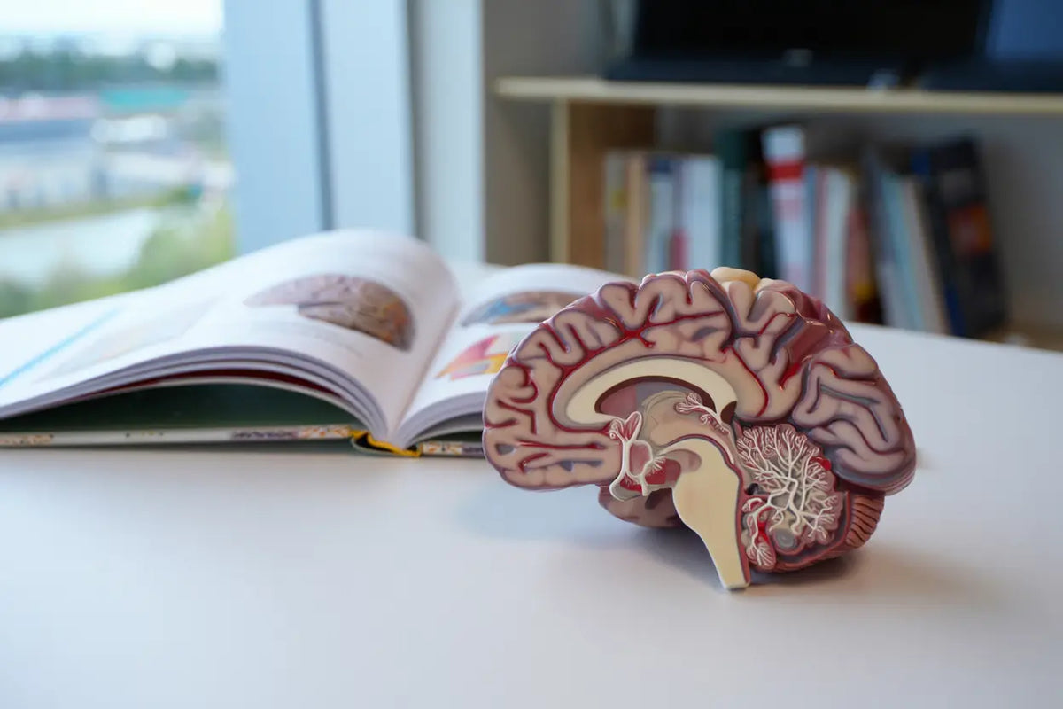 Pourquoi les personnes tdah ont du mal à se concentrer : explications neurologiques