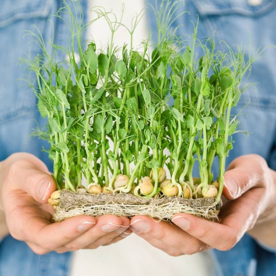 Le lin germé : une solution naturelle pour soulager la ménopause et les bouffées de chaleur