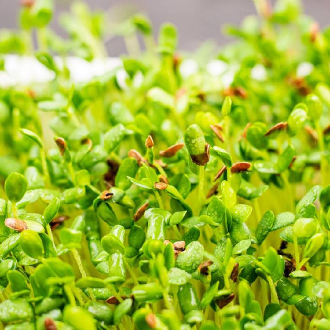 Le lin germé : un allié pour la santé hormonale