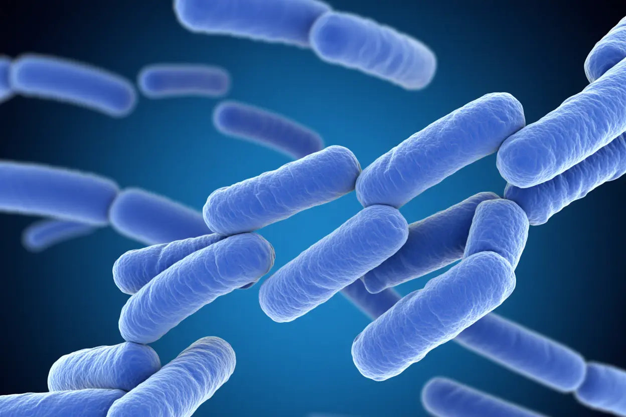 Souches de lactobacillus gasseri : bienfaits sur la santé