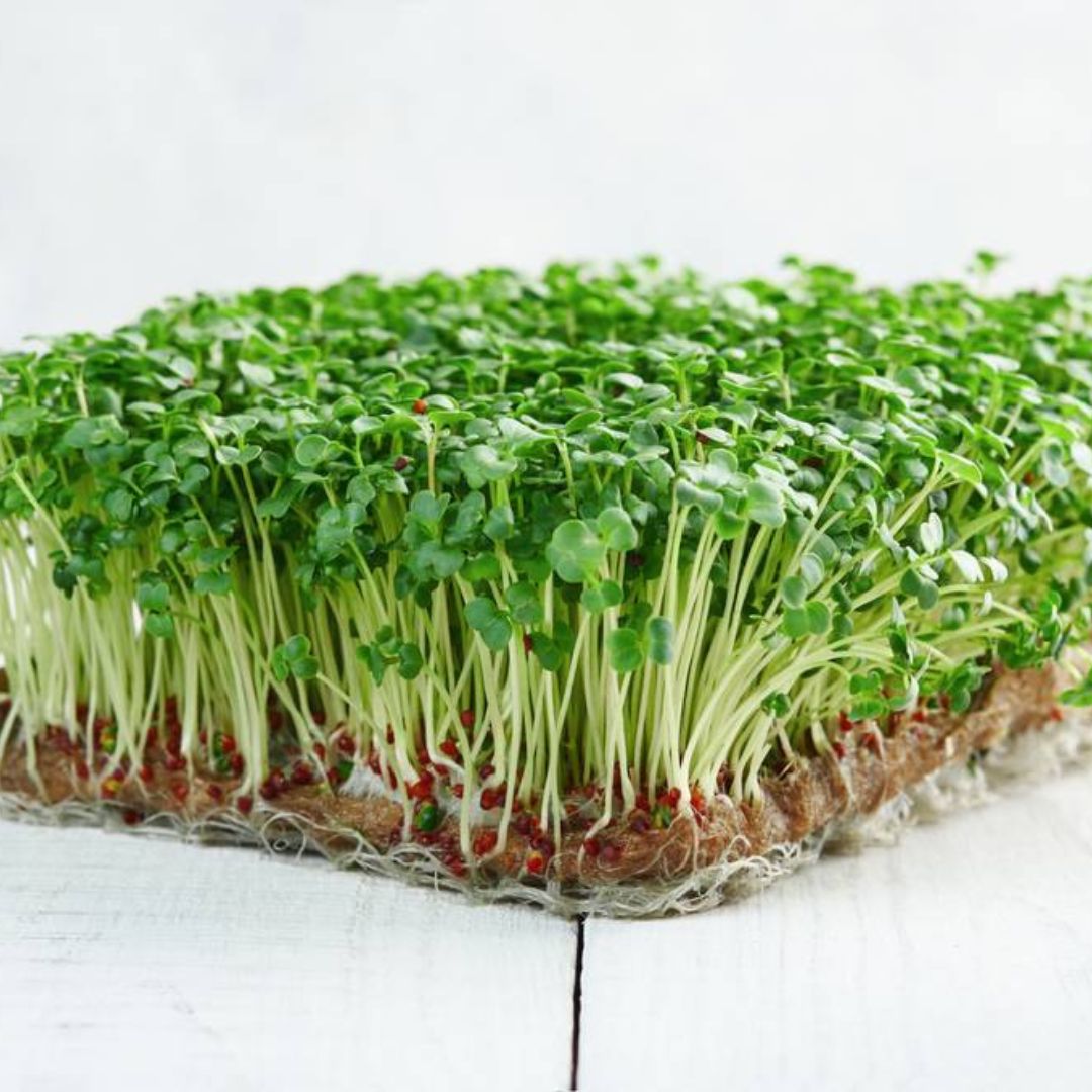 D'où provient le lin germé ?