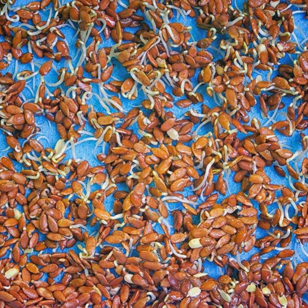 Graines de lin germées et graines de chia : focus sur leurs différences