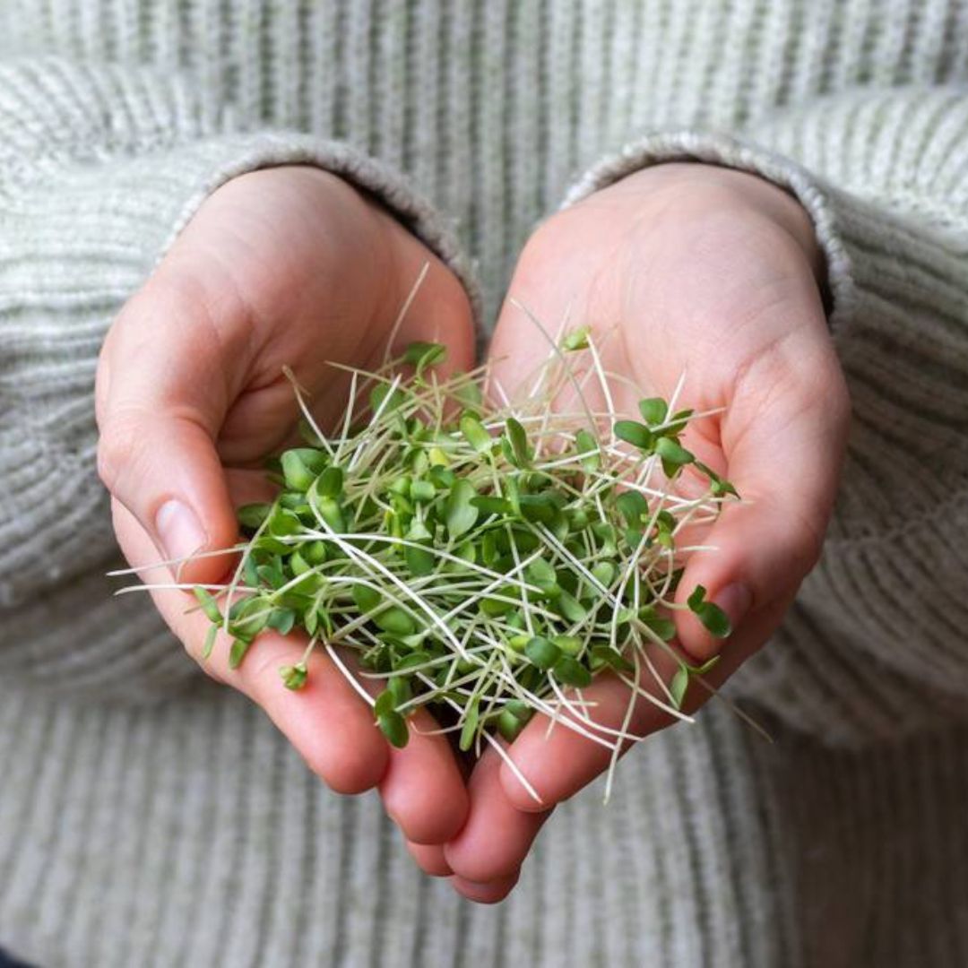 Le lin germé et la grossesse : ce qu'il faut savoir