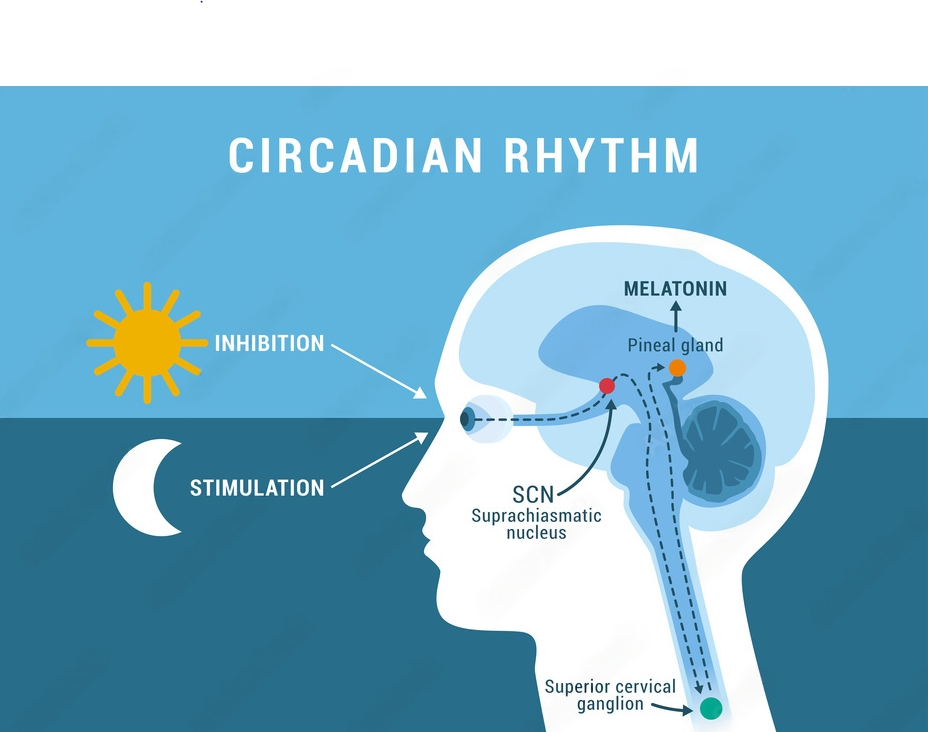 Qui sécrète la mélatonine ?