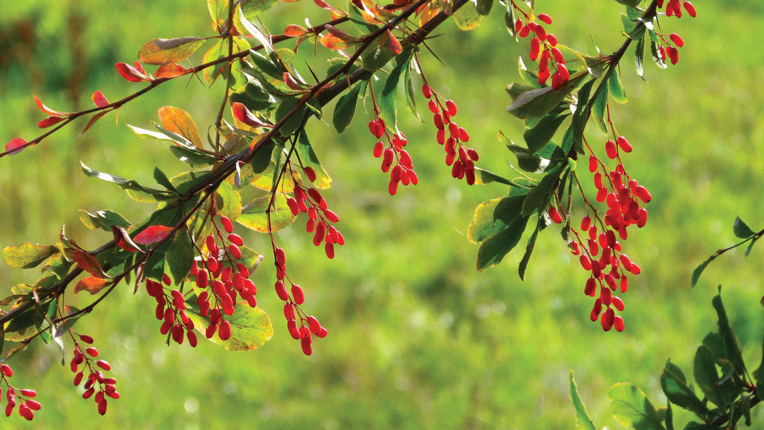 La berbérine aide-t-elle le diabète de type 1 ?