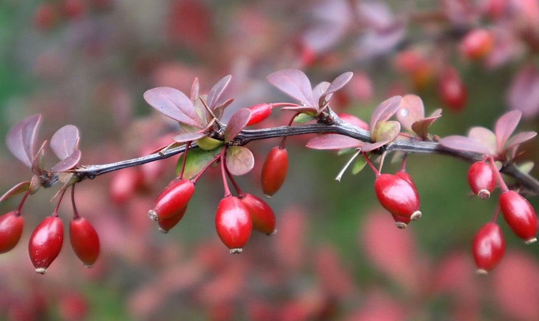 Quels sont les effets secondaires de la berbérine ?