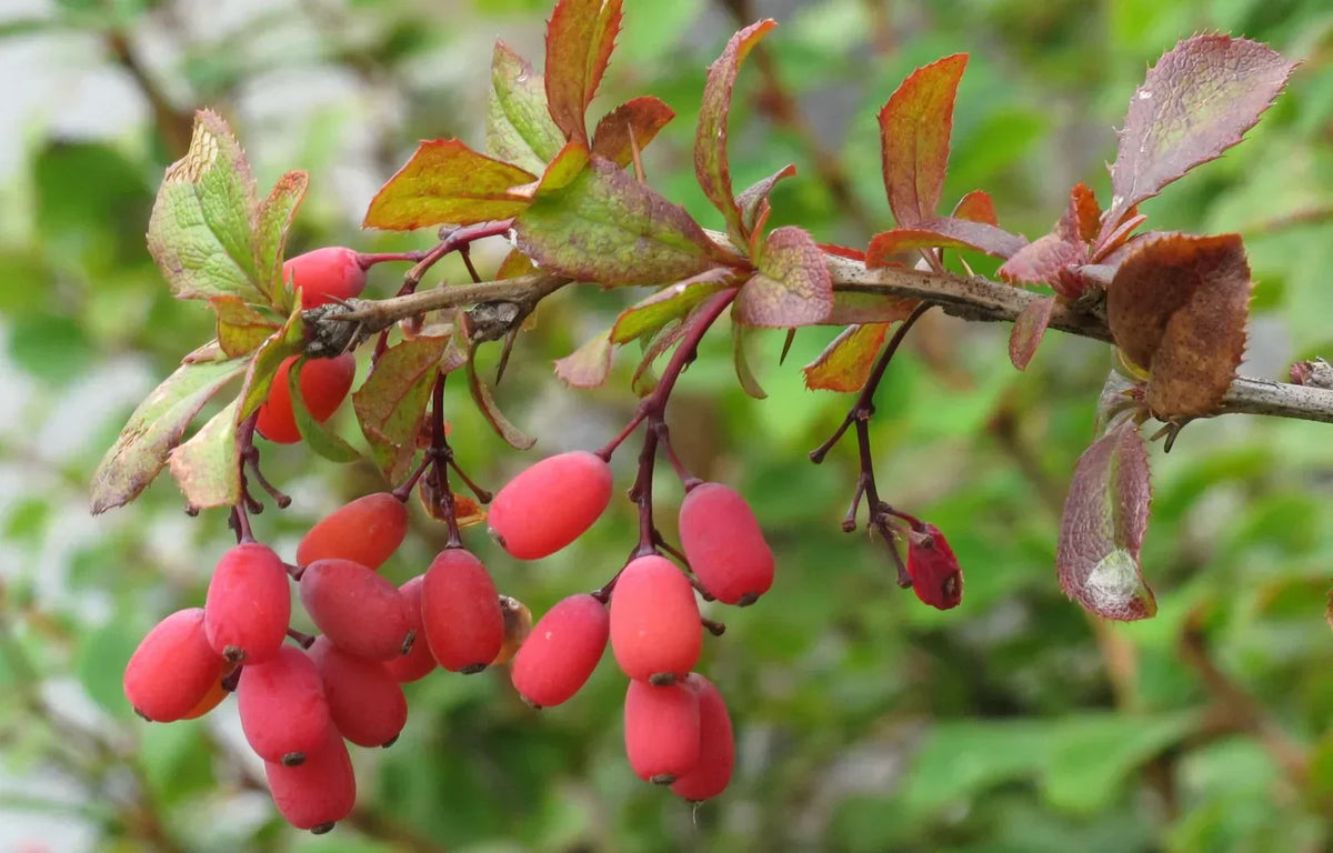 Berberine - Glycemie - Complément Alimentaire - SFB Laboratoires