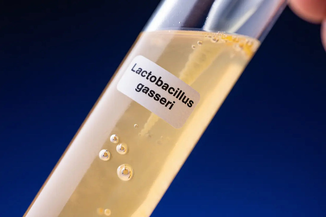 Lactobacillus gasseri : efficacité probiotique contre ballonnements et digestion