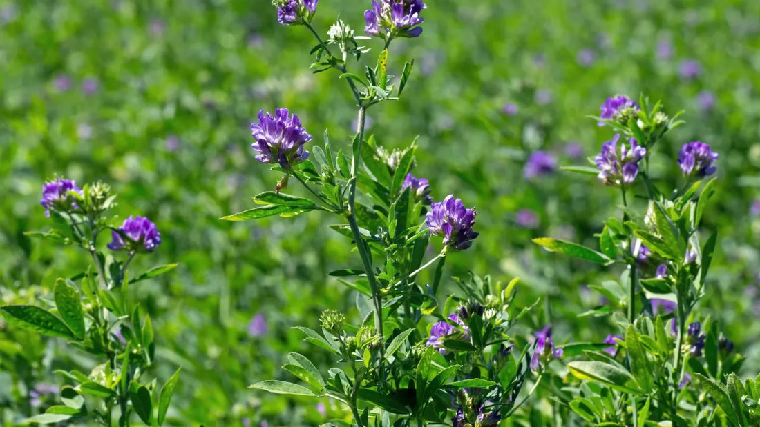 Quelle plante produit la mélatonine ?