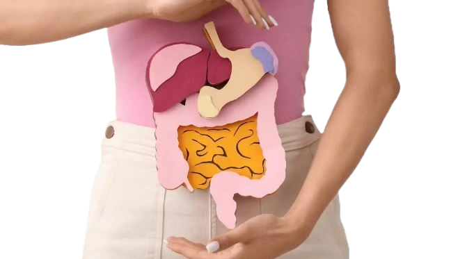 Protéine végétale et digestion