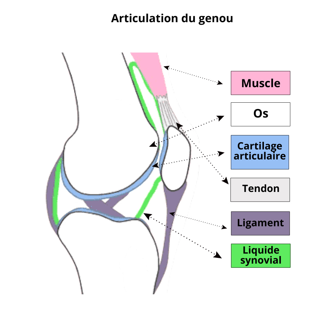 Complexe Articulations
