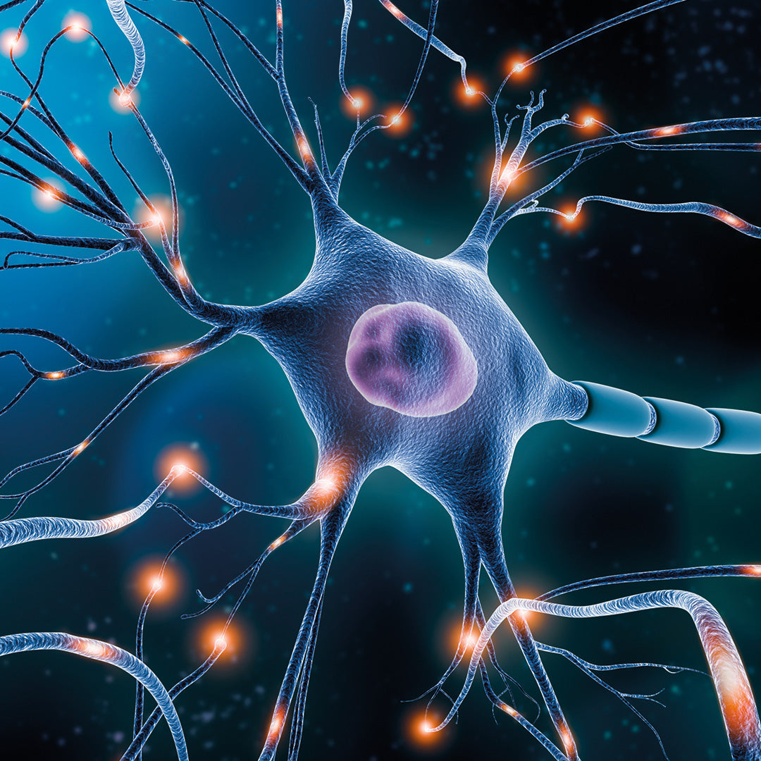 Neuro Concentration - Complement Cerveau - Memoire